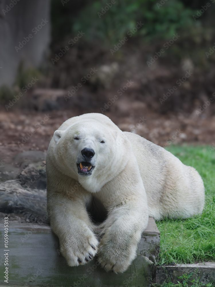 white Bear suffers from heat Global warming white Bear suffers from heat Global warming