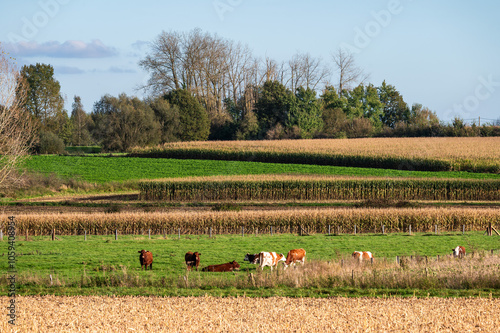 Colorful autumn landscape with agriculture fields in Sint Martens Lennik, Flemish Brabant, Belgium photo