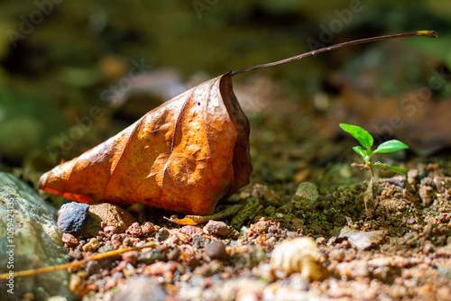 Life and Death: Dead Leaf and Green Leaf
