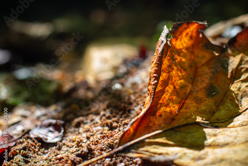 Sunlit Leaf Veins