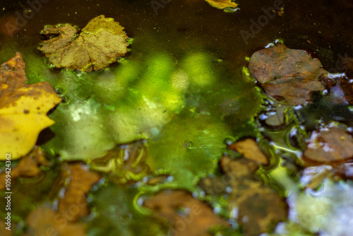 Autumn Leaves on Textured Water