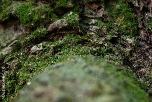 Mossy Tree Trunk and Limb Texture