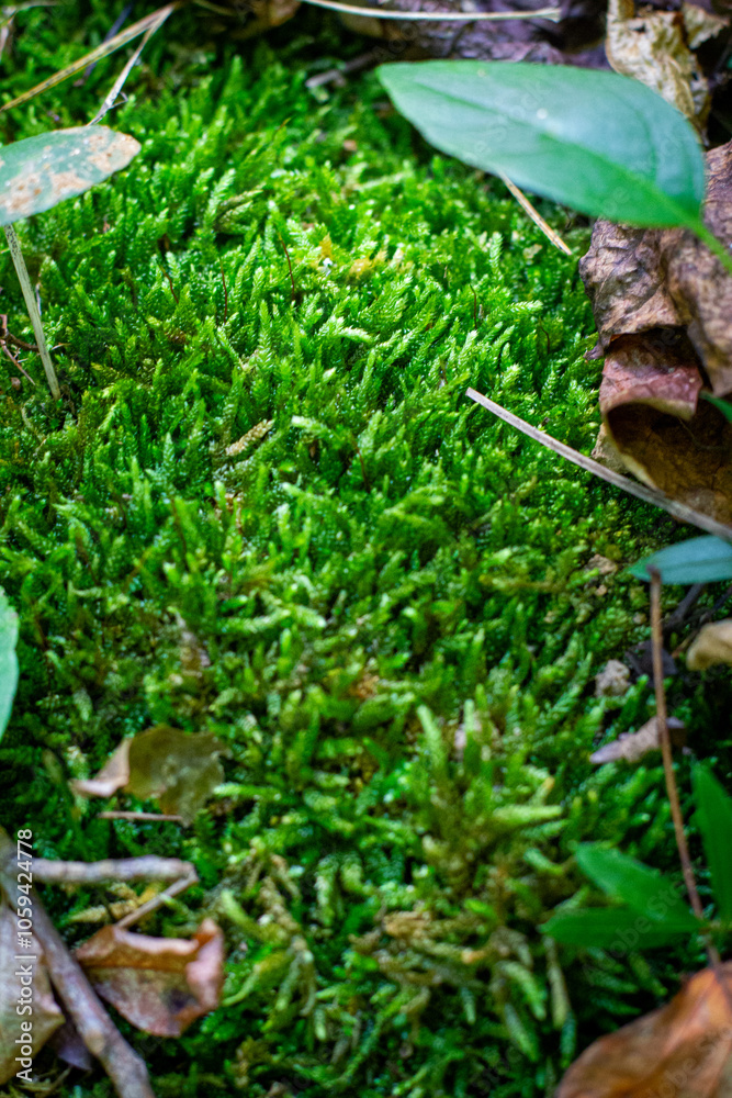 Obraz premium Spongy Creek Moss