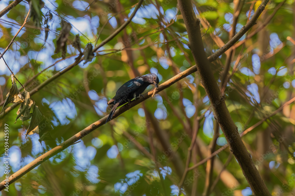 Square-tailed drongo-cuckoo (Surniculus lugubris) at Rabindra Sarabar, Kolkata, West Bengal, India Square-tailed drongo-cuckoo (Surniculus lugubris) at Rabindra Sarabar, Kolkata, West Bengal, India