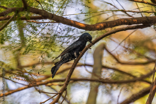 Square-tailed drongo-cuckoo (Surniculus lugubris) at Rabindra Sarabar, Kolkata, West Bengal, India photo