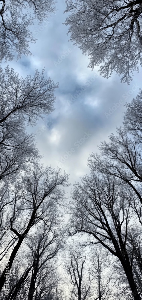 Frost-covered trees reach for a dark cloudy sky in a cold winter landscape