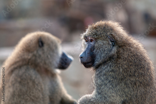 two Masai baboon photo