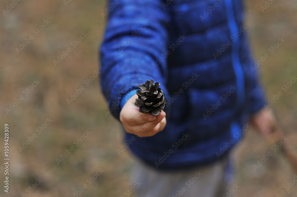 A small child holds a pine cone found in the forest. Nature photography. A small child holds a pine cone found in the forest. Nature photography.