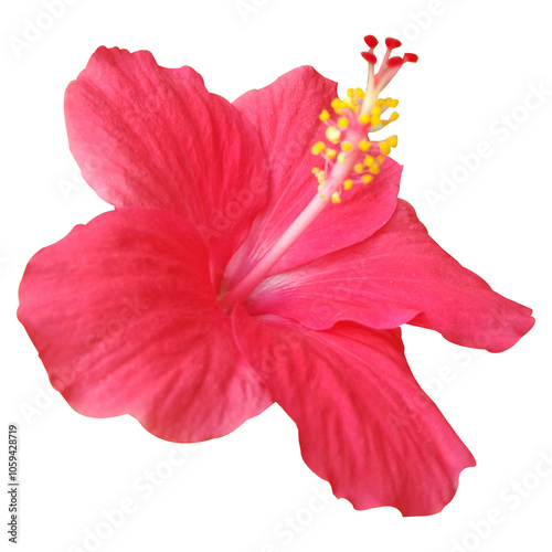 Wallpaper Mural Bright And Red Hibiscus Flower Images Torontodigital.ca