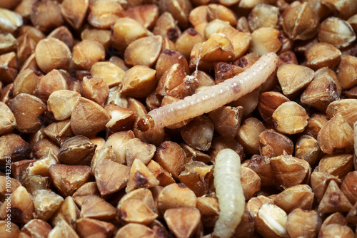 Caterpillars of Indianmeal moth ( Indian-Meal Moth). Plodia interpunctella  is  common pest of stored products and pest of food in homes. Top view. photo