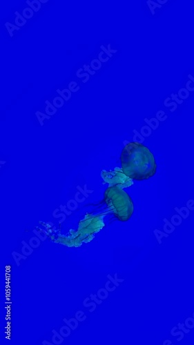 Jellyfish