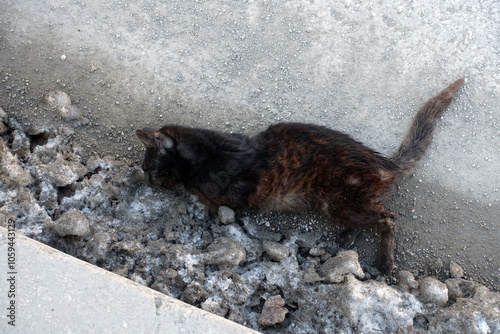 Close-up of a black cat that died after being hit by a car on the side of the main road,