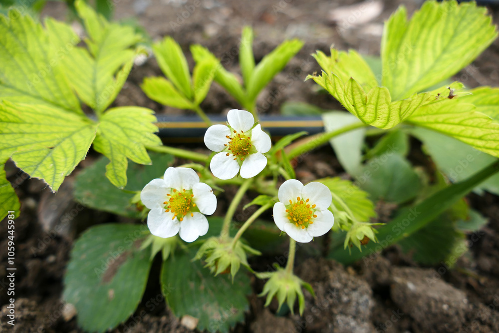 Close-up of strawberry seedlings greening and blooming in spring,