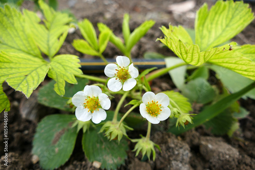 Obraz na płótnie Close-up of strawberry seedlings greening and blooming in spring, w salonie