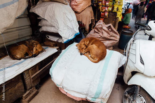 Two dogs asleep on things in a market in India photo