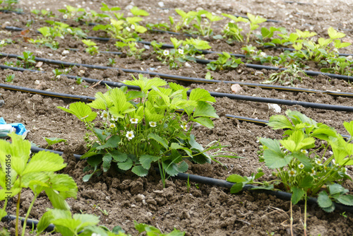 Close-up of vitamin-deficient and diseased strawberry seedlings greening and blooming in spring,
