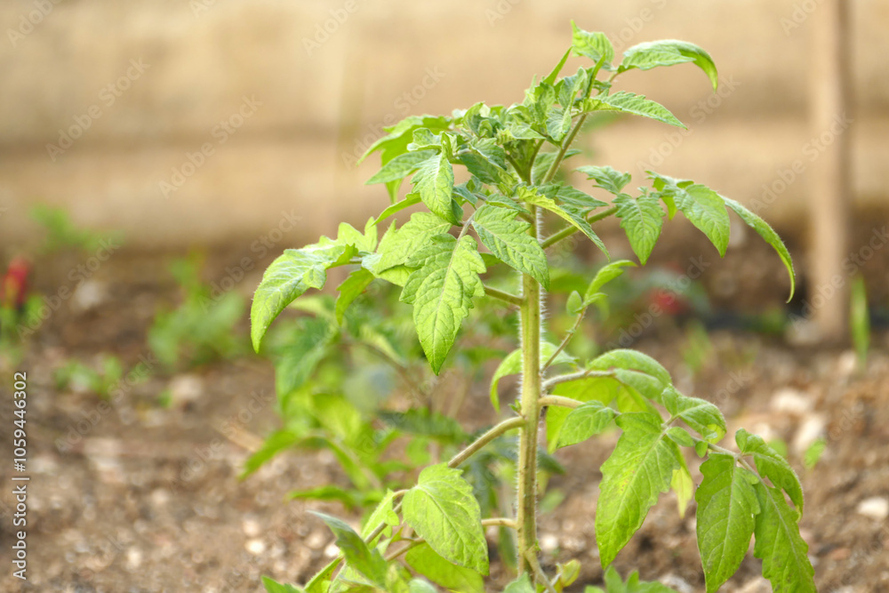 organic tomato cultivation, close-up of tomato plant planted in open field,