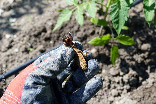Obraz na płótnie Gryllotalpa bug, an agricultural pest, breaks and damages plant and vegetable seedlings, w salonie