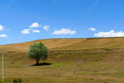 willow trees, one of the tree species of the continental climate, close-up of willow trees,