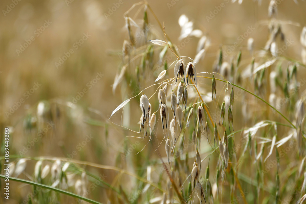 Close-up shot of an oat plant that ripens and begins to dry,