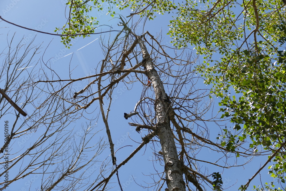 willow trees that are neglected and are starting to dry out due to drought,
