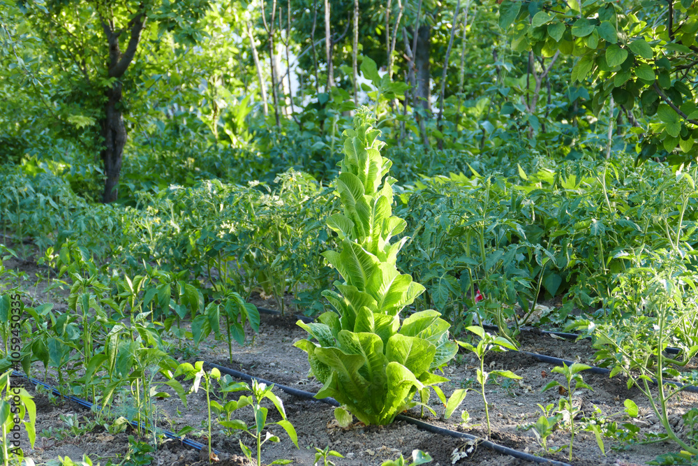 lettuce plant that will grow and produce seeds, lettuce plant for seeds,