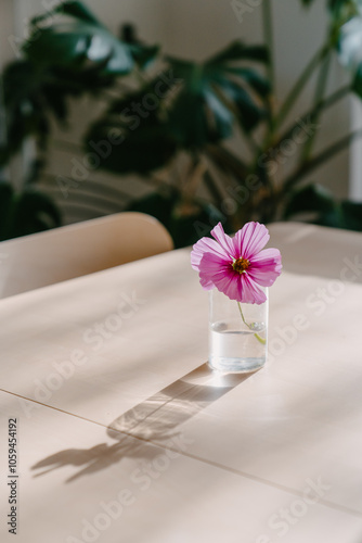 Pink Cosmo Flower on Table
