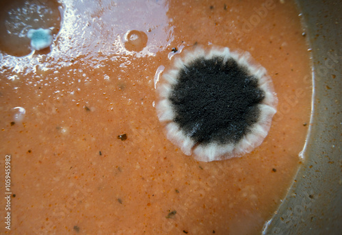 Mold cluster on the soup surface. Mouldy food in a metal pot. Mold growing on a plate of soup. photo