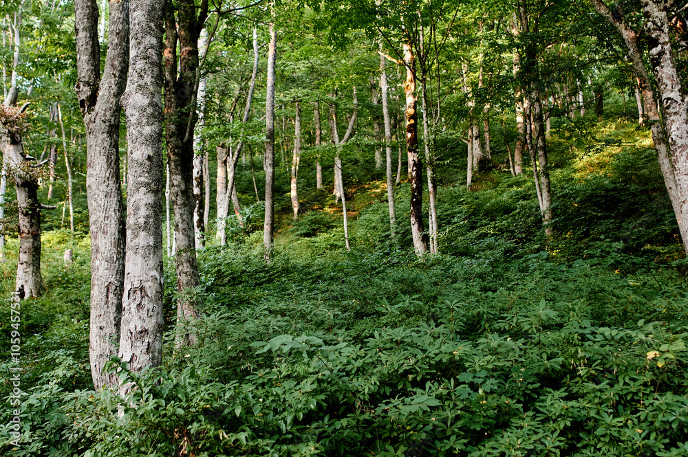 Obraz premium Beautiful mysterious autumn forest. Wild nature.