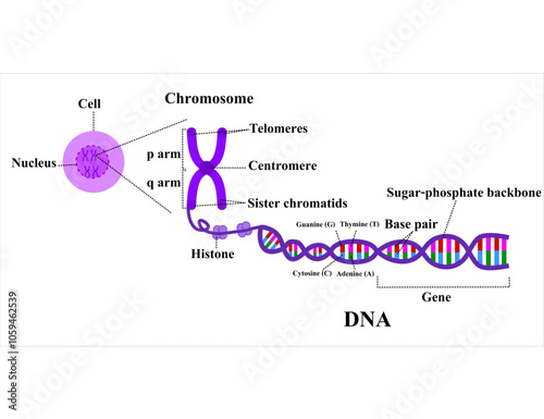 Nucleus with chromosome structure.Dna double helix.Chromatid and telomere.Genome Study.Science or molecular biology.Diagram.Adenine, cytosine, thymine and guanine.Cartoon vector illustration.