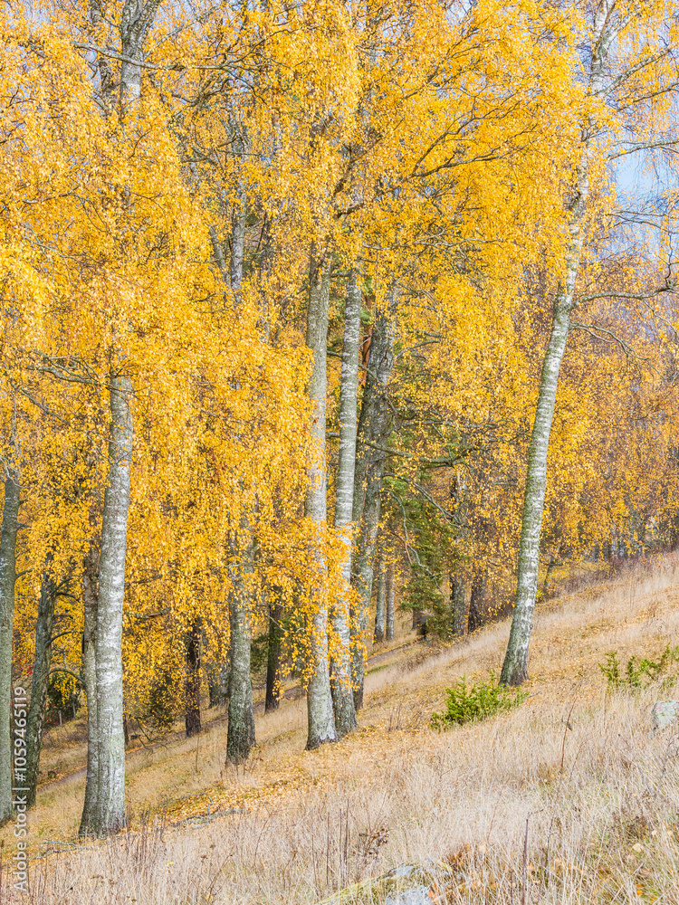 Fototapeta premium Autumn birches with golden leaves in a serene forest landscape in Sweden showcasing the beauty of seasonal change