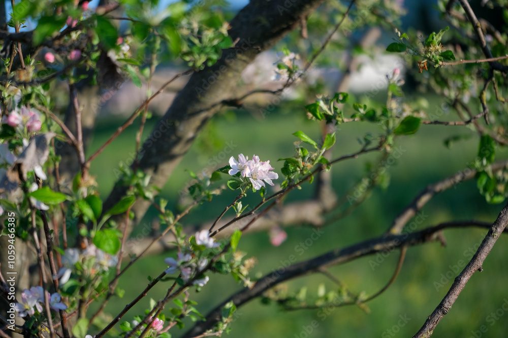 A detailed close up view of a tree branch adorned with flowers and leaves A detailed close up view of a tree branch adorned with flowers and leaves