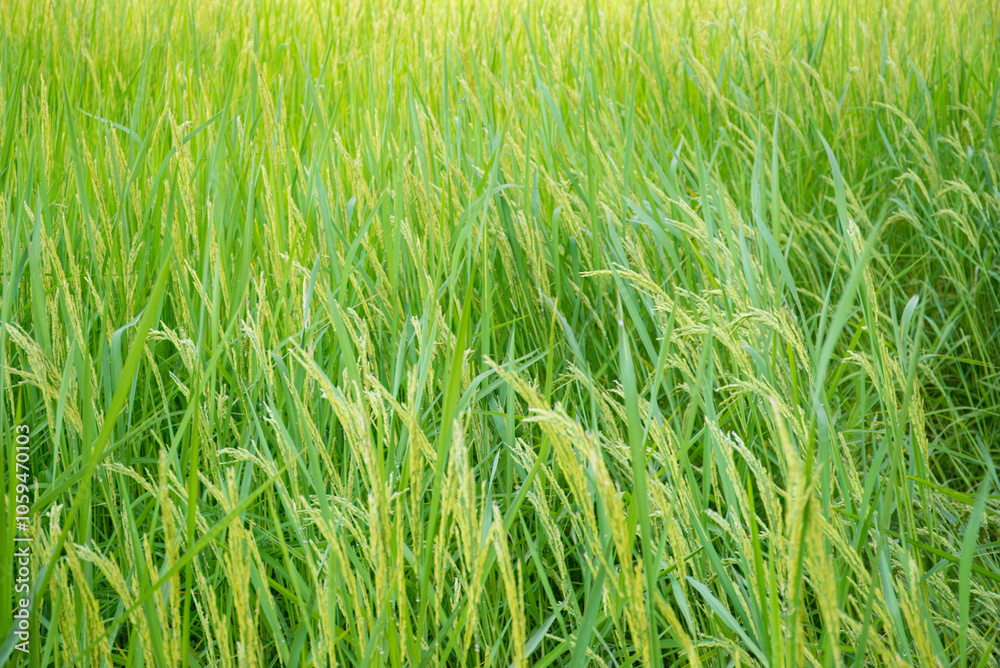 Bountiful green rice ears in fertile fields. Close up gold paddy green leaves rice field Bountiful green rice ears in fertile fields. Close up gold paddy green leaves rice field