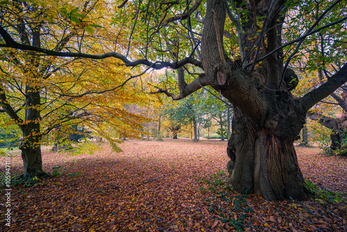 Autumn colours in the woodland. The fllor of the wood is covered in a carpet of brown leaves.