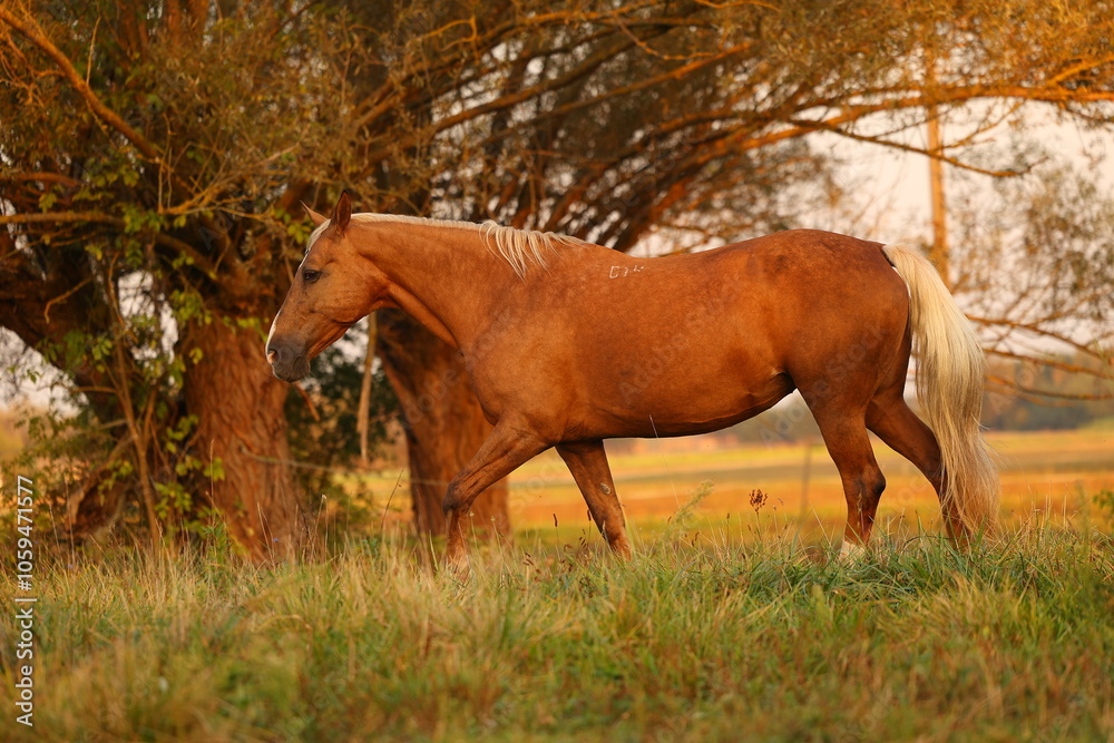 Naklejka premium A beautiful horse walks in the meadow and eats grass
