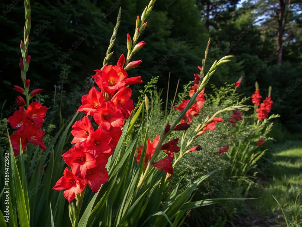 Vivid Red Gladiolus Against Green Foliage - Perfect for Floral Designs and Text Overlays Vivid Red Gladiolus Against Green Foliage - Perfect for Floral Designs and Text Overlays