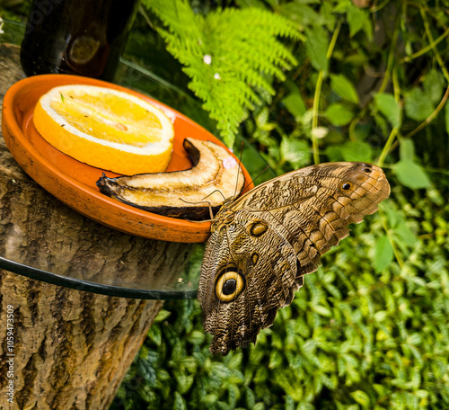 Fütterung von einem Bananenfalter (caligo memnon)  photo