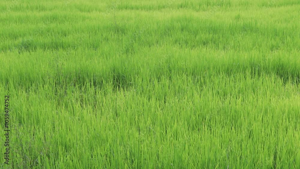 High angle nature video background from the mountain, can see the scenery of trees, green rice fields and cool breeze. High angle nature video background from the mountain, can see the scenery of trees, green rice fields and cool breeze.
