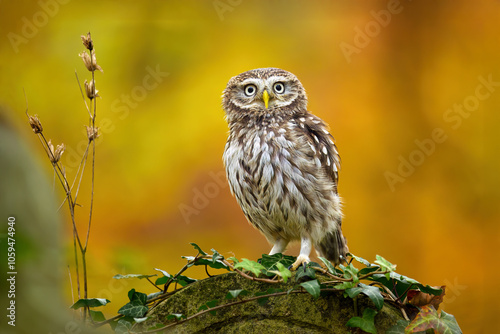 The common owl sits in the ice colored in autumn colors.