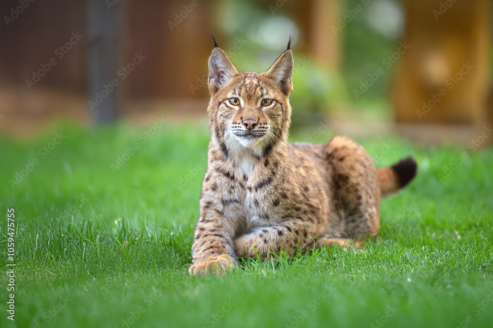Fototapeta premium Cute and playful lynx cubs.