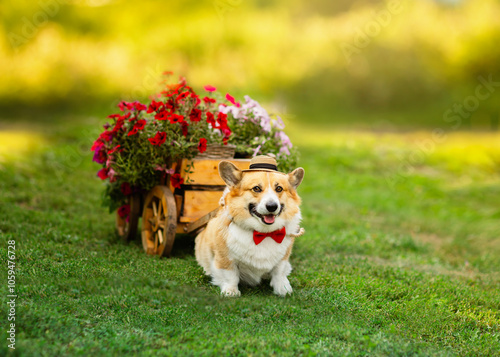 cute corgi dog pushing cart with flowers in summer sunny garden