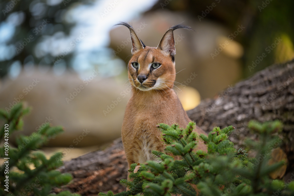 Fototapeta premium A caracal lies in the grass at sunrise in the morning dew.
