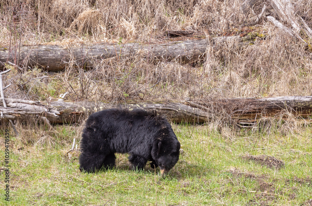 Black Bear in Yellowstone National Park Wyoming in Springtime Black Bear in Yellowstone National Park Wyoming in Springtime