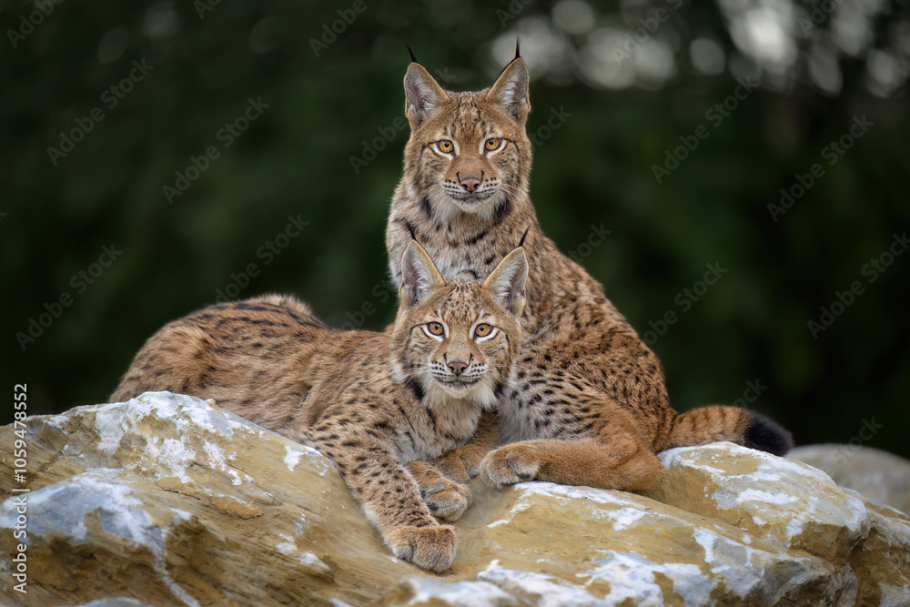 Fototapeta premium Cute and playful lynx cubs.