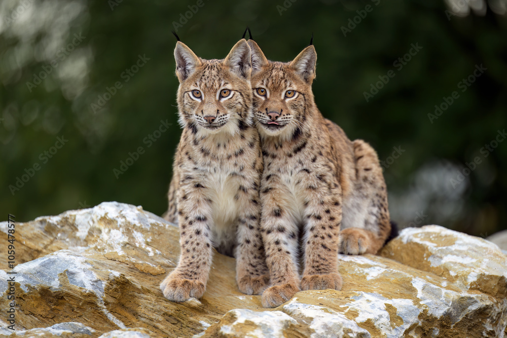 Fototapeta premium Cute and playful lynx cubs.