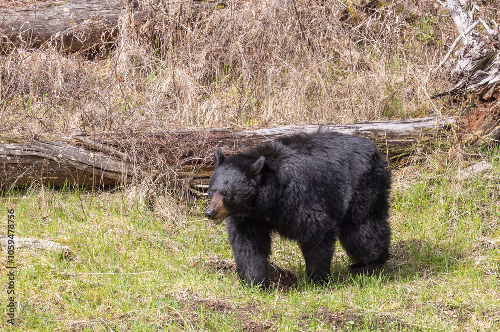 Black Bear in Yellowstone National Park Wyoming in Springtime Black Bear in Yellowstone National Park Wyoming in Springtime
