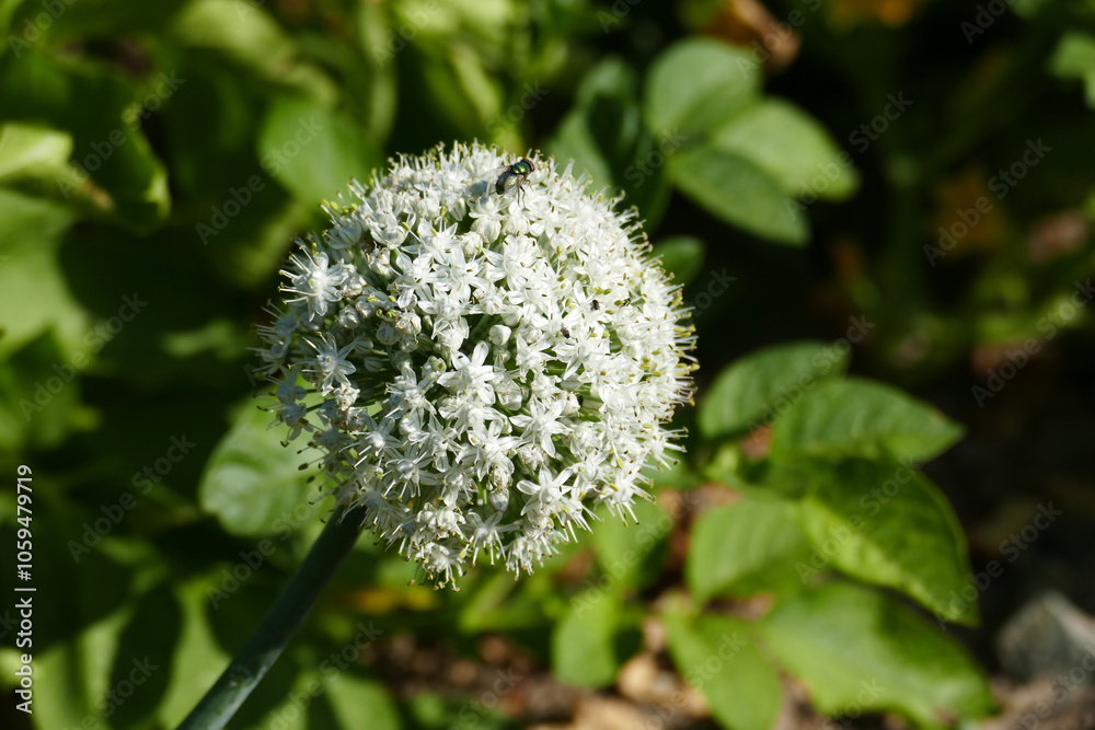The seeds formed on the tops of aging onions planted in the garden,