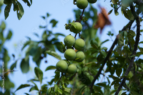 Obraz na płótnie green plums standing in large numbers on the tree w salonie