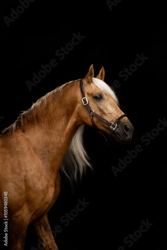 Wallpaper Mural A beautiful golden horse of the Spanish purebred breed Torontodigital.ca