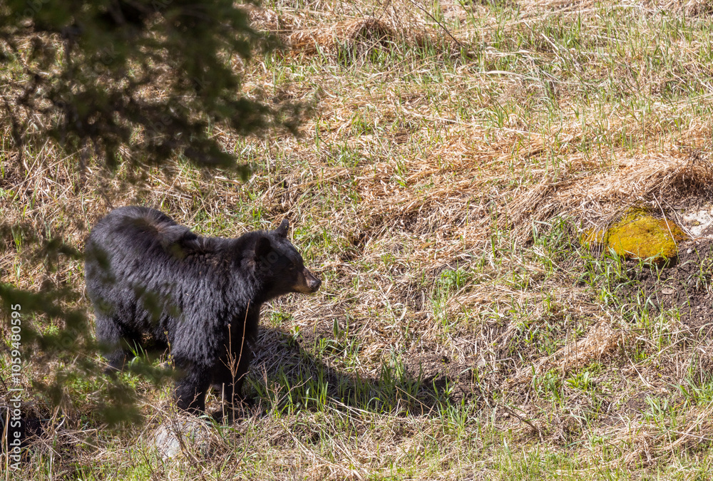 Black Bear in Yellowstone National Park Wyoming in Springtime Black Bear in Yellowstone National Park Wyoming in Springtime